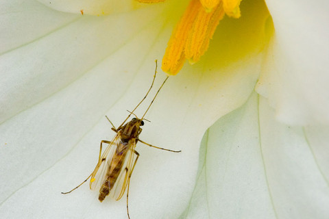 Photograph of Midge on Trillium Flower - family Chironomidae (?)