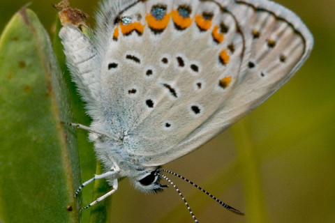 Photograph of Karner Blue - Lycaeides melissa samuelis