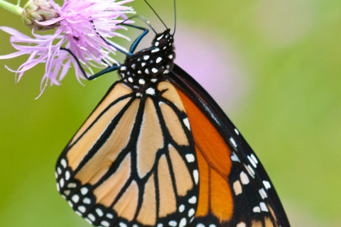 Photograph of Monarch Butterfly - Danaus plexippus