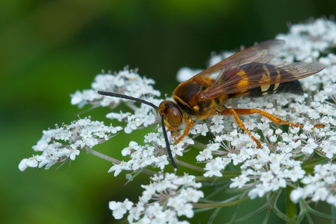Photograph of Cicada Hunter - family Crabronidae