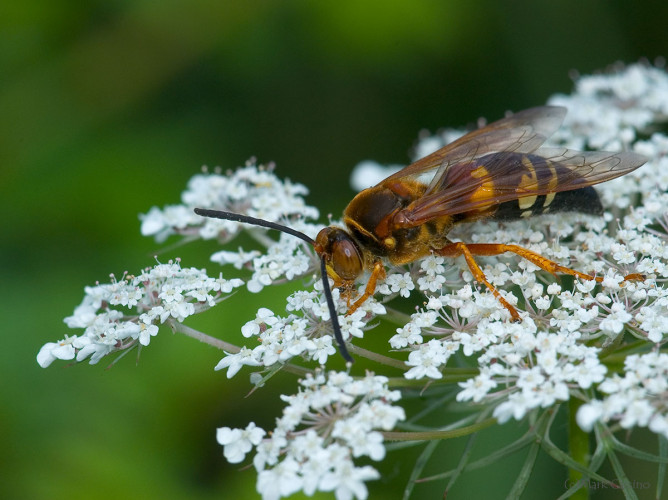 Insects and Spiders