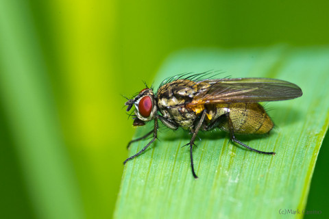 Photograph of Flesh Fly - family Sarcophagidae (?)