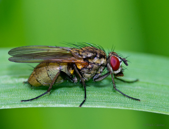 Insects and Spiders