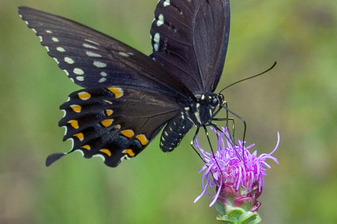 Photograph of Black Swallowtail - Battus philenor