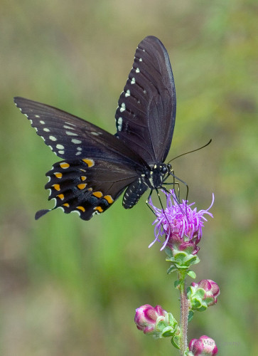 Insects and Spiders