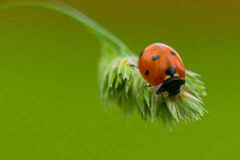 Photograph of a Lady Bug - family Coccinellidae