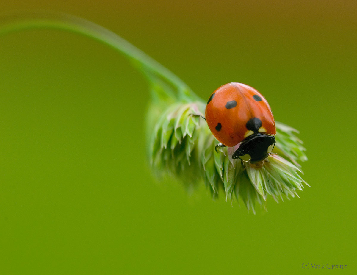 Insects and Spiders