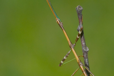 Photograph of Walking Stick - family Diapheromeridae