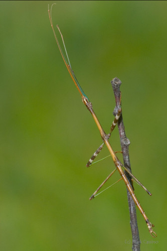 Insects and Spiders