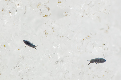 Photograph of Snow Fleas - Hypogastrura nivicola