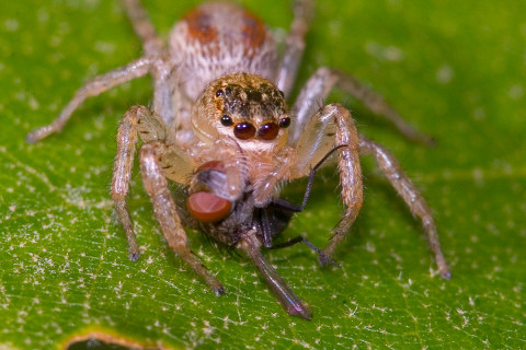 Photograph of Jumping Spider - family Salticidae (?)