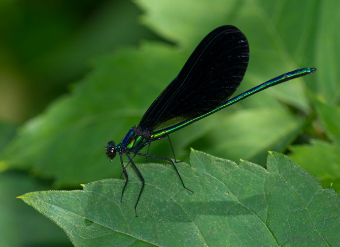 Insects and Spiders