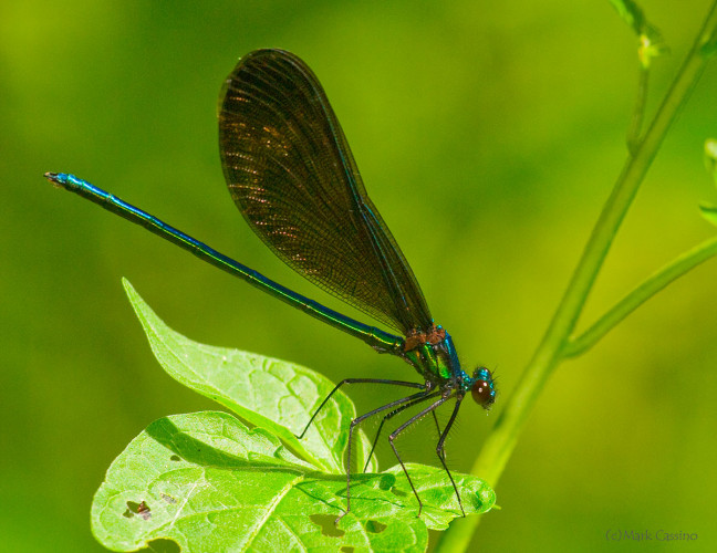 Insects and Spiders