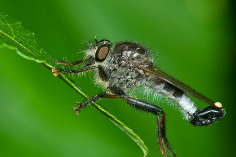 Photograph of a Robberfly - family Asilidae (possibly male  Efferia aestuans)