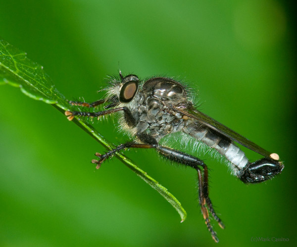 Insects and Spiders