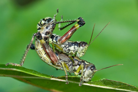 Photograph of Mating Grasshoppers
