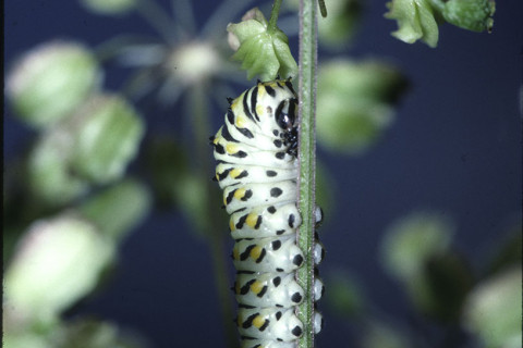 Photograph of Swallowtail Caterpillar - family Papilionidae