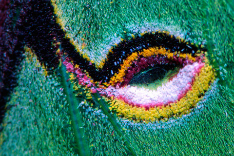 Photograph of Luna Moth Wing Detail - - Actias luna