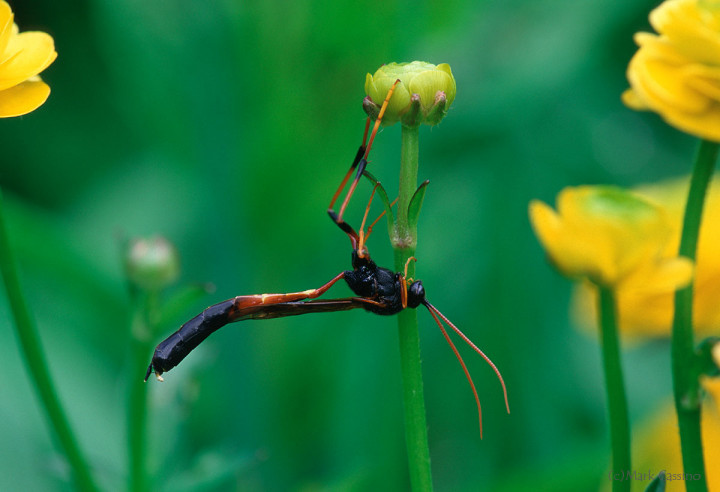 Insects and Spiders