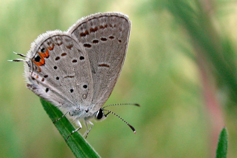 Photograph of Eastern Tailed Blue - Cupido comyntas