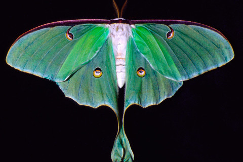 Photograph of Luna Moth - Actias luna