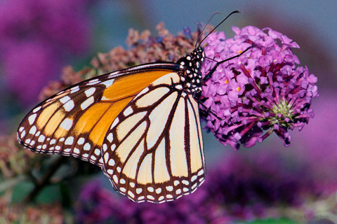 Photographof Monarch Butterfly - Danaus plexippu