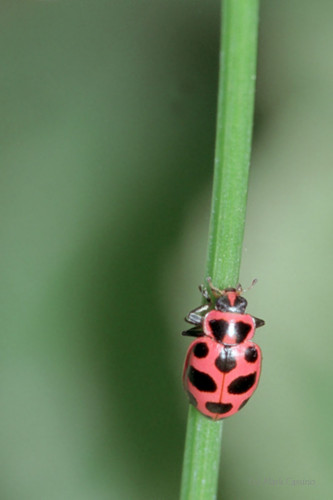 Insects and Spiders