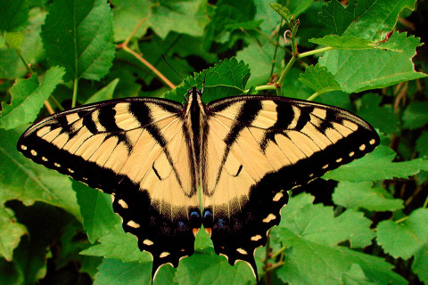 Photograph of Tiger Swallowtail - Papilio Glaucus