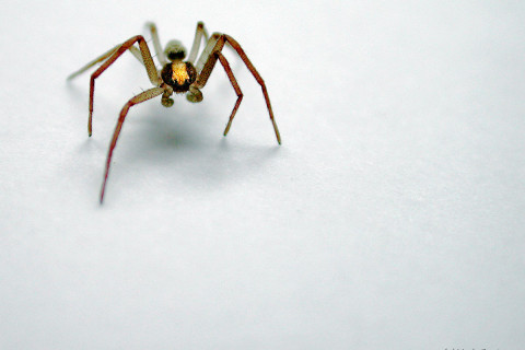 Photograph of Unknown Spider