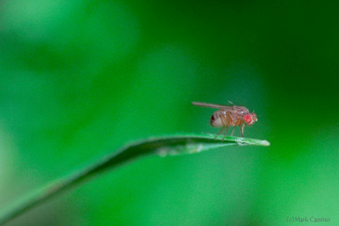 Photograph of a Red Eyed Fly - family unknown
