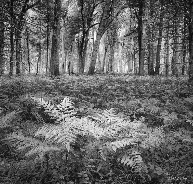 Allegan Forest Series