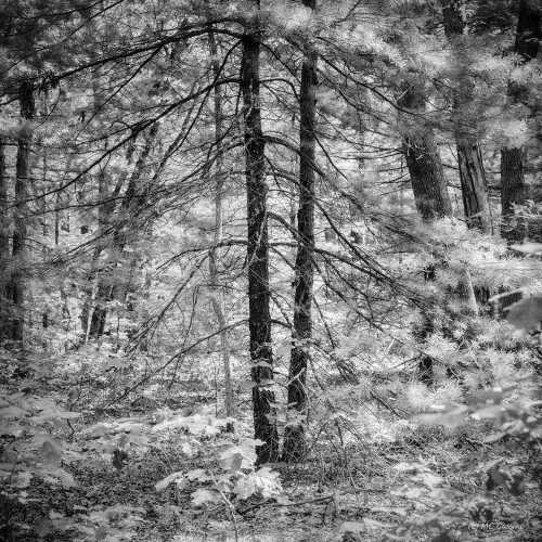 Allegan Forest Series