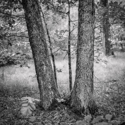 Allegan Forest Series