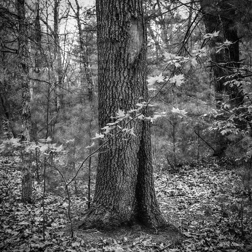 Allegan Forest Series