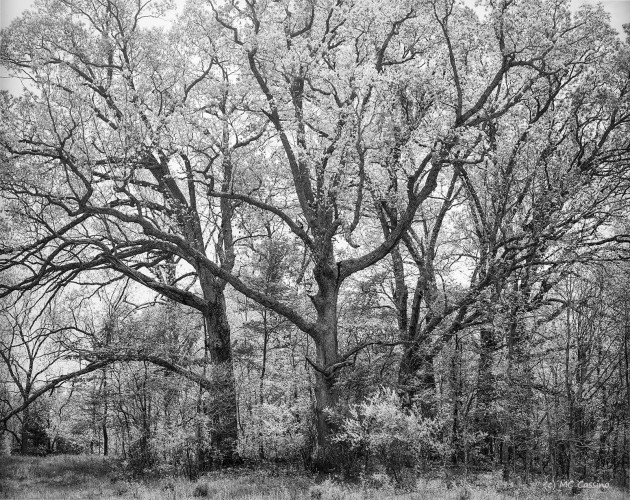 Allegan Forest Series