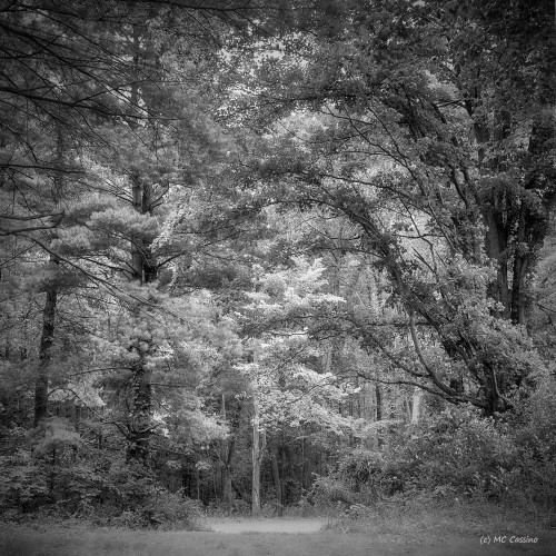 Allegan Forest Series