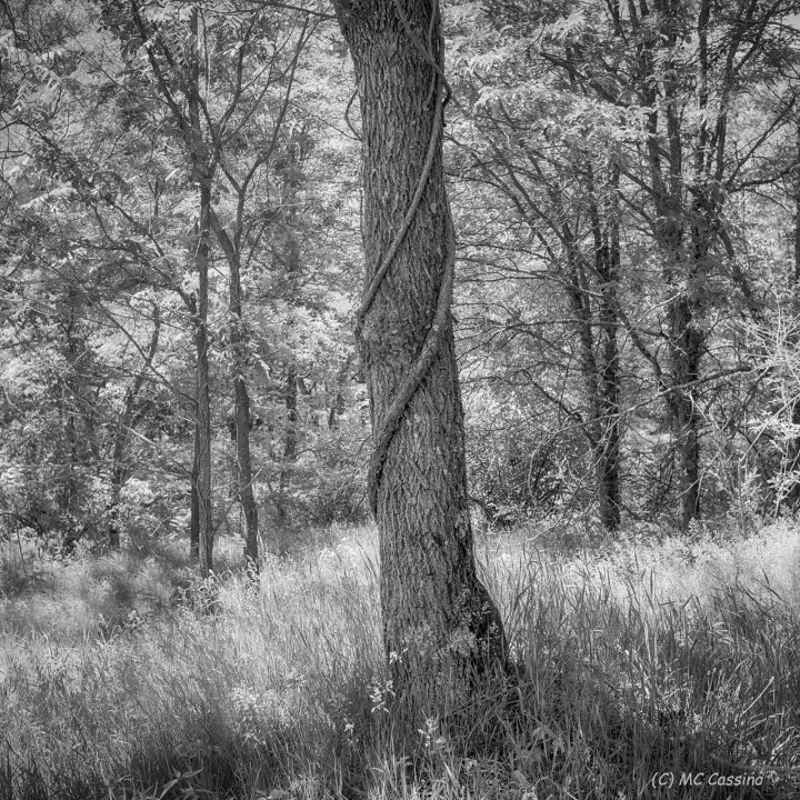 Entwined Allegan Forest Series