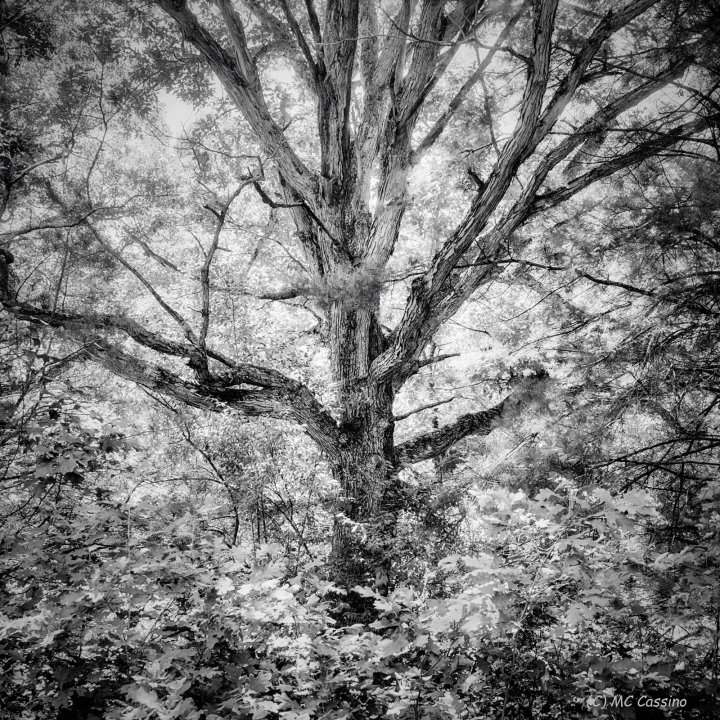 Generations Allegan Forest Series