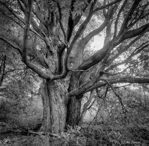 Titans Allegan Forest Series