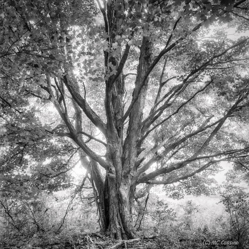 Arise Allegan Forest Series