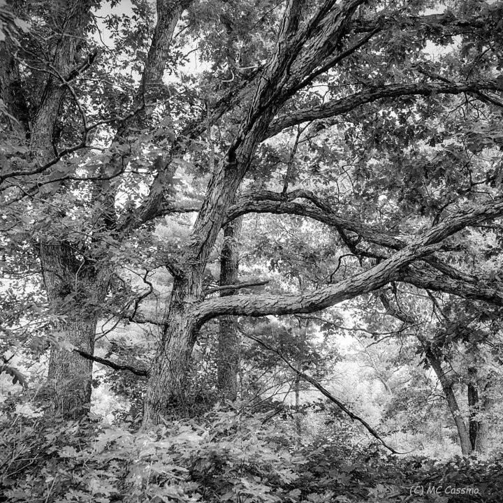 Wild Ones Allegan Forest Series