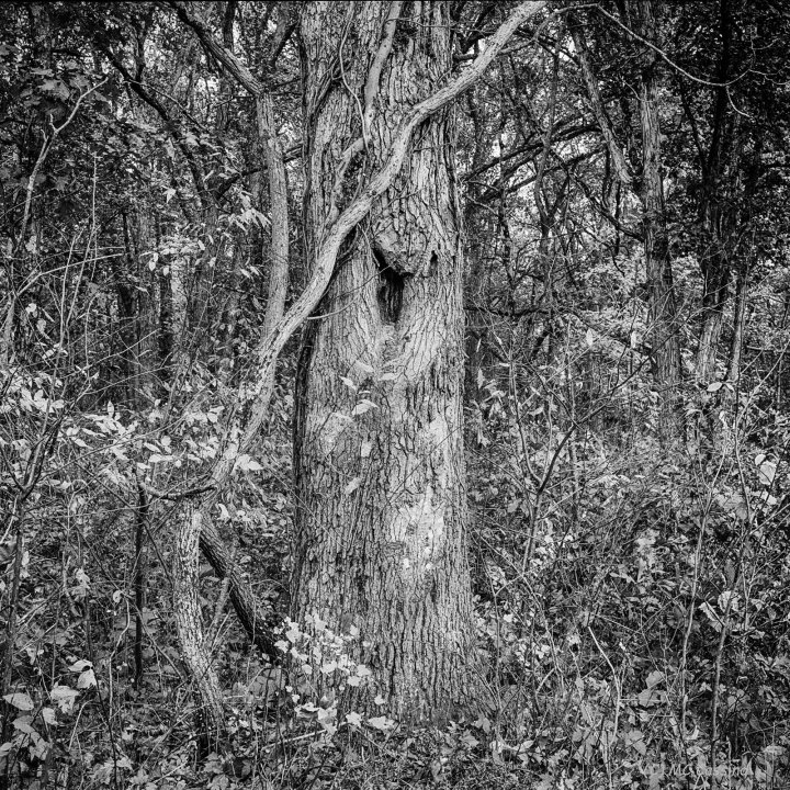 On The Edge Allegan Forest Series