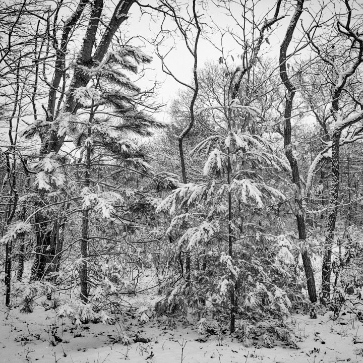 Winter Scene Allegan Forest Series