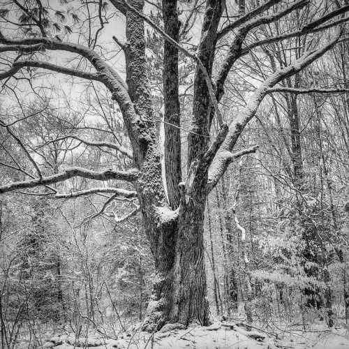 Dusted Allegan Forest Series