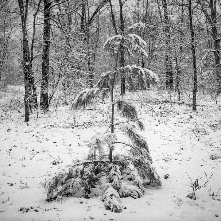 Snow Covered Allegan Forest Series