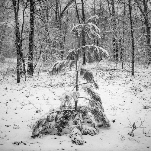 Snow Covered Allegan Forest Series
