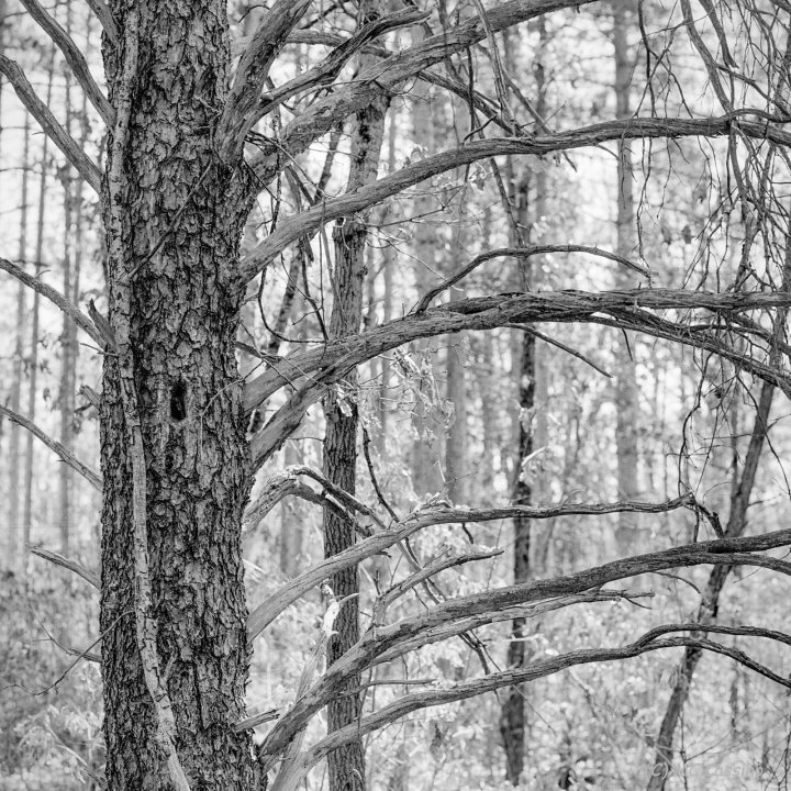 Small Pine Allegan Forest Series