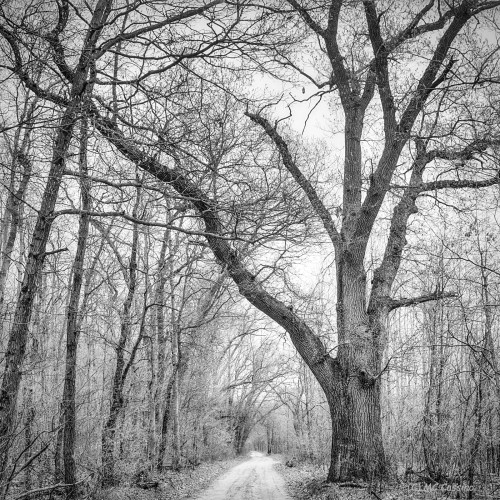 The Way In Allegan Forest Series