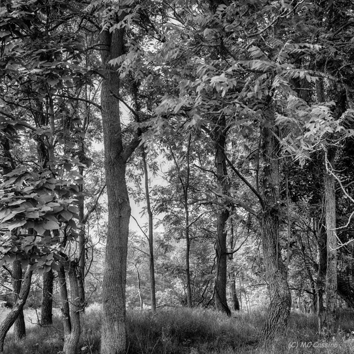 Copse Allegan Forest Series