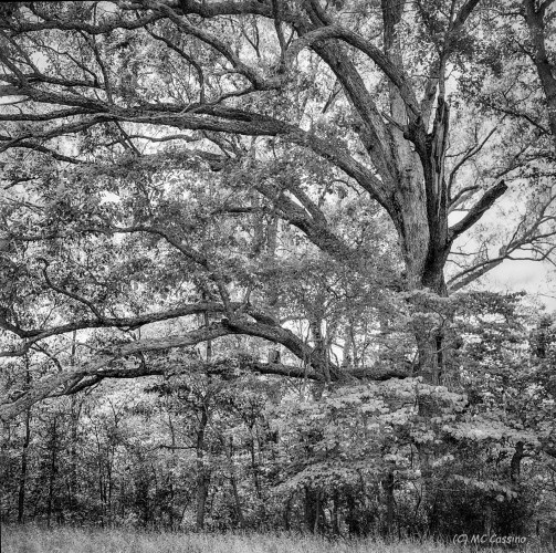 Wavering Oak Allegan Forest Series